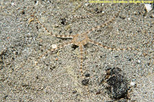 brittle star